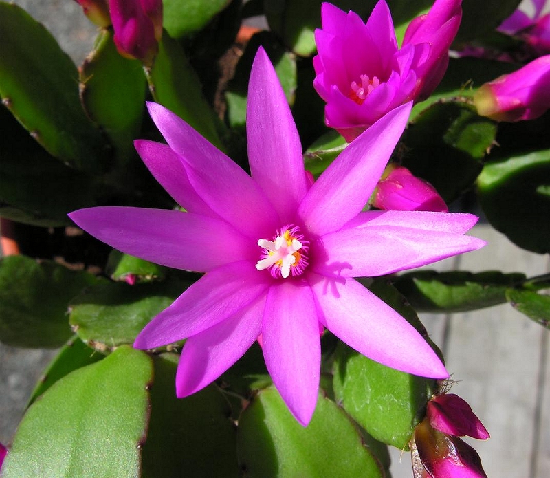 Easter Cactus